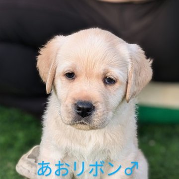 ラブラドールレトリバー【神奈川県・男の子・2024年10月23日・イエロー】の写真「骨格構成抜群！素直でもうおすわり出来ます！」