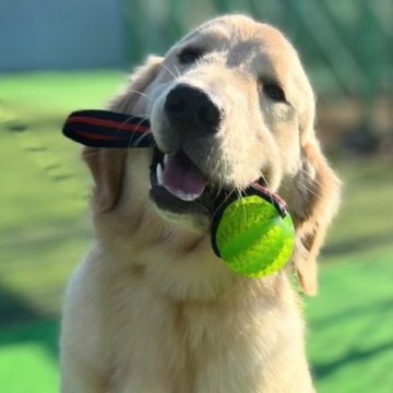 ゴールデンレトリバー【神奈川県・男の子・2022年10月19日・ゴールド】の写真「子犬は大変、そんな方にオススメな訓練中の子」