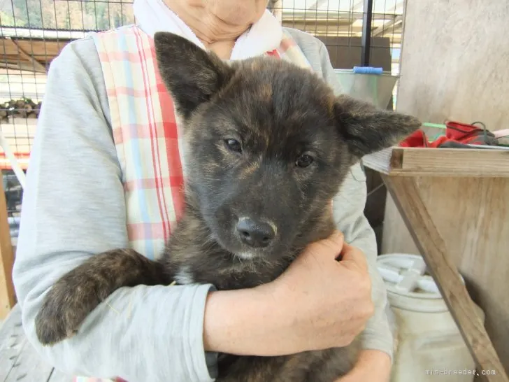 甲斐犬【大分県・男の子・2019年11月16日・虎毛(中虎)】の写真1