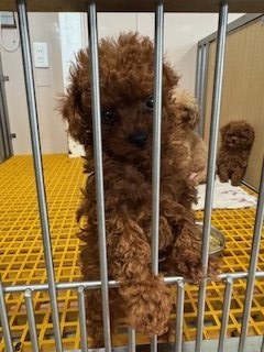 趙春華ブリーダーのブログ：当犬舎のワンちゃん