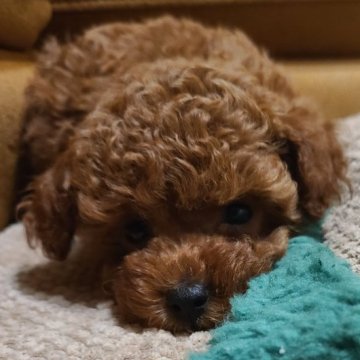 トイプードル(ティーカップ)【兵庫県・女の子・2024年9月18日・レッド】の写真「可愛いくまちゃん顔の小さな姫👸」