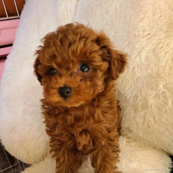 カープおやじ 様のお迎えした子犬