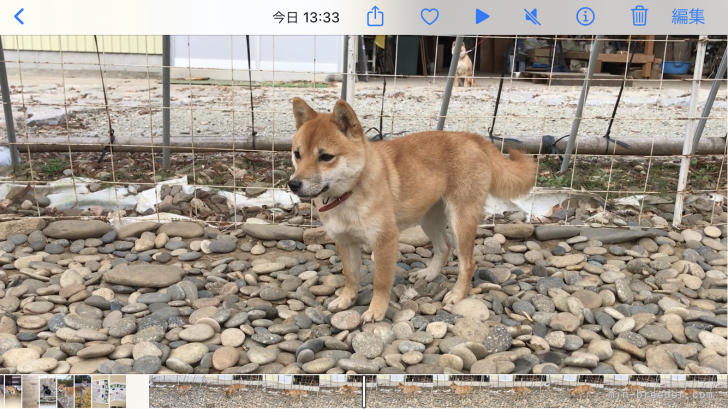 柴犬【・女の子・2021年11月24日・赤】「小ぶりで大人しく優しい母親です。」