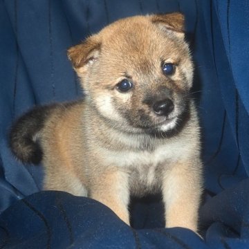 柴犬(豆柴)【宮城県・男の子・2024年6月21日・赤】の写真「優しくおっとりした性格。」