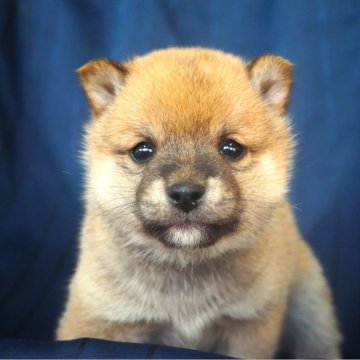 柴犬(豆柴)【宮城県・男の子・2023年11月26日・赤】の写真「両親共に豆柴です。元気なわんぱく坊主です。」