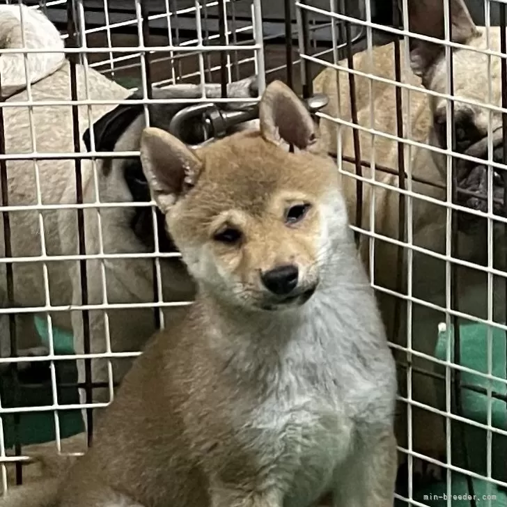 ちひろ 様のお迎えした子犬