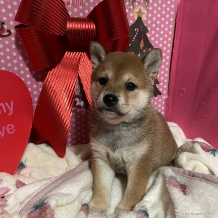 両親遺伝子検査クリア、お父さんJKCチャンピオン犬 | 柴犬(標準サイズ)