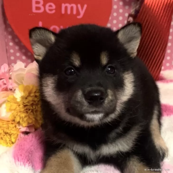 わたあめ 様のお迎えした子犬