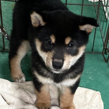 柴犬(標準サイズ)【埼玉県・男の子・2024年7月6日・黒】の写真「両親遺伝子検査クリア、お父さんJKCチャンピオン犬」