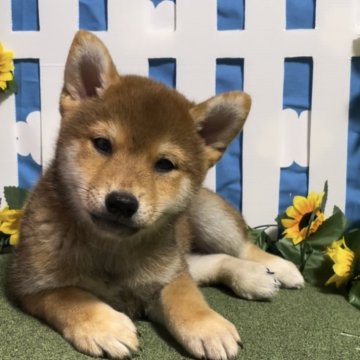 柴犬の子犬を探す｜ブリーダー直販の子犬販売【みんなのブリーダー】