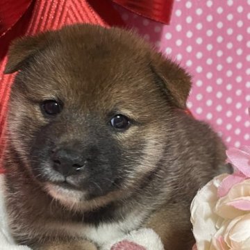 柴犬(標準サイズ)【埼玉県・女の子・2023年10月13日・赤】の写真「両親遺伝子検査クリア犬、お父さんJKCチャンピオン」