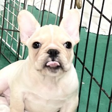 ホワイトのフレンチブルドッグの子犬を探す｜ブリーダー直販の ...