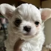 チワワ(ロング)
