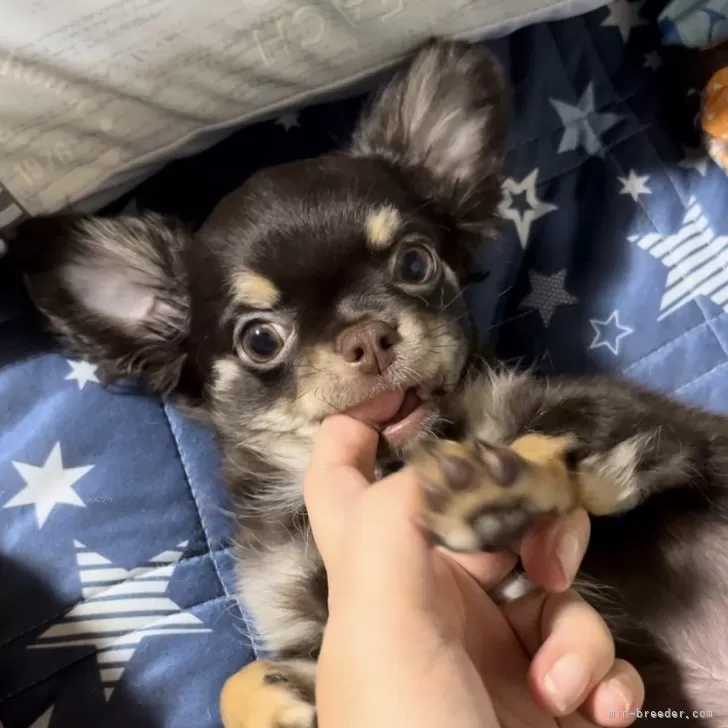 シュガー 様のお迎えした子犬