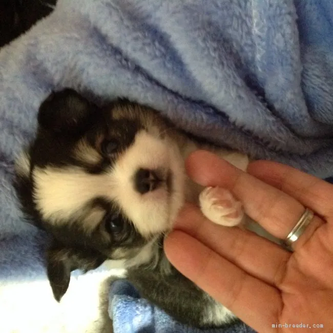 みゅん 様のお迎えした子犬