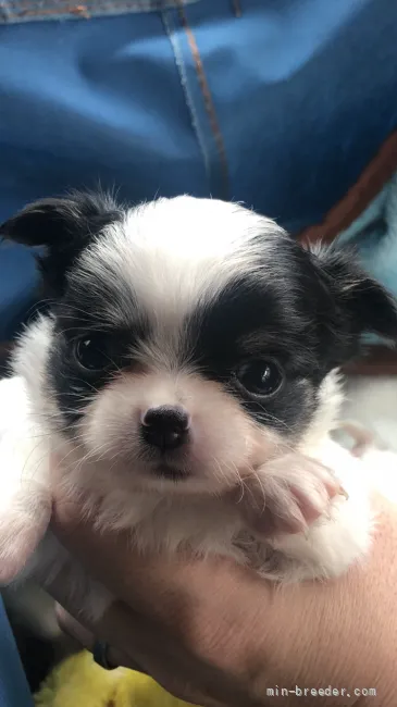 あきよ 様のお迎えした子犬