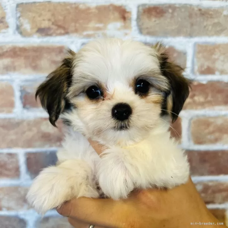 ほの 様のお迎えした子犬