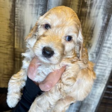 イングリッシュコッカースパニエル【兵庫県・男の子・2023年7月20日・ゴールデン】の写真「とっても綺麗なカラーの男の子^ - ^のんびり君」