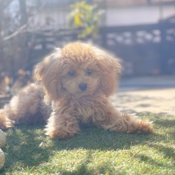 タイニープードル【千葉県・男の子・2024年9月11日・アプリコット】の写真「凄脚の強さに自信があります遺伝子発症いたしません！」