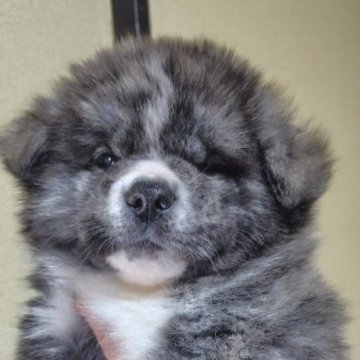 秋田犬【新潟県・男の子・2025年1月5日・虎毛】の写真「キリッとした虎毛の男の子です」