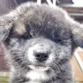 秋田犬