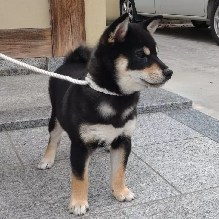 柴犬(標準サイズ)【香川県・男の子・2024年8月12日・黒】の写真1「初めての走行してる車に興味しんしん^_^」