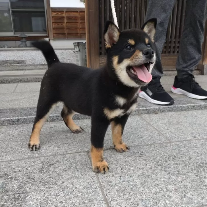 柴犬(標準サイズ)【香川県・男の子・2024年8月17日・黒】の写真1「笑顔に癒やされます」