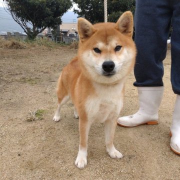 柴犬(標準サイズ)【香川県・男の子・2023年4月16日・赤】の写真「毛色がよく、ふわふわです。基本、大人しい子です。」