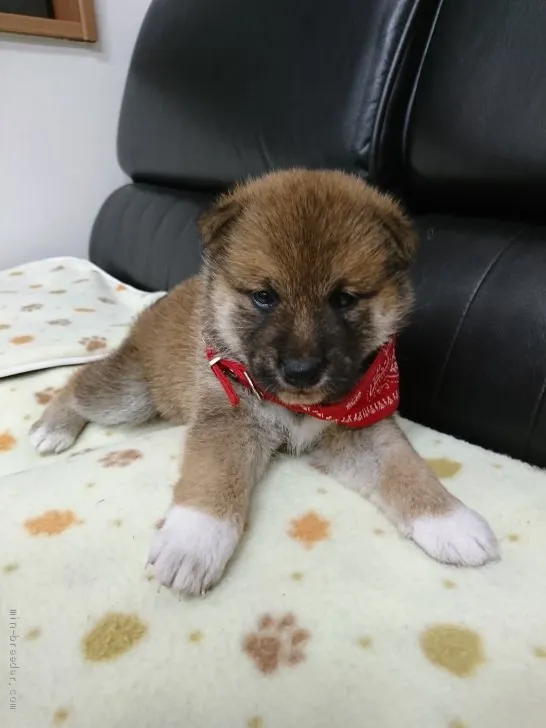 柴犬(標準サイズ)【香川県・女の子・2020年5月1日・茶色】の写真1「5/31  撮影」