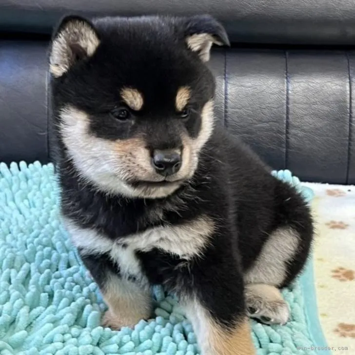 柴犬(標準サイズ)【香川県・男の子・2022年9月28日・黑】の写真1「11/5撮影」