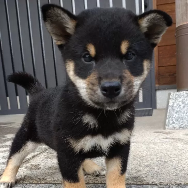 配色の良い黒柴ちやん | 柴犬(標準サイズ)