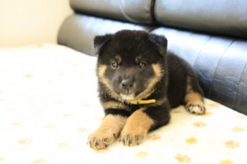 柴犬(標準サイズ)【香川県・男の子・2021年6月21日・黑】の写真「くろ柴ちゃん」