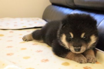 柴犬(標準サイズ)【香川県・男の子・2019年8月15日・黒】の写真「黒ちゃん」