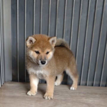 柴犬(標準サイズ)【香川県・男の子・2024年8月29日・茶色】の写真「可愛い柴ちゃん」