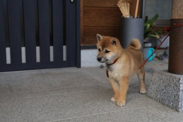 柴犬(標準サイズ)【香川県・女の子・2019年12月19日・茶色】の写真「目がぱっちり 可愛いいね🐶」