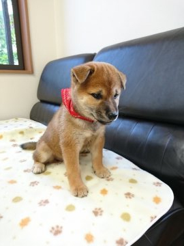 柴犬(標準サイズ)【香川県・女の子・2020年8月4日・茶色】の写真「しっかりした顔だち🐶」