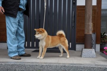 柴犬(標準サイズ)【香川県・男の子・2019年6月27日・茶色】の写真「顔 体型 抜群」