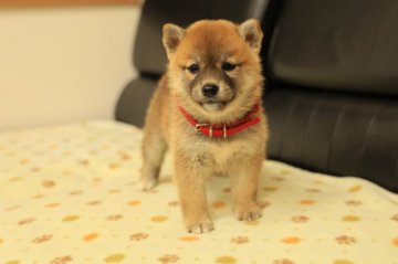 柴犬(標準サイズ)【香川県・女の子・2021年8月15日・茶色】の写真「目がくるくる可愛いね」