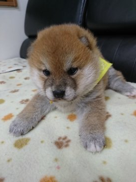 柴犬(標準サイズ)【香川県・男の子・2020年5月1日・茶色】の写真「王子様」