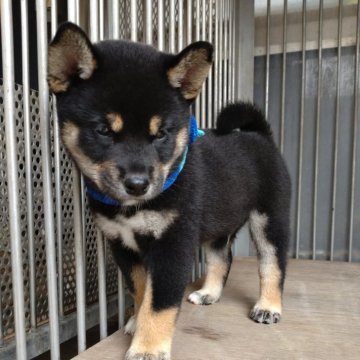 柴犬(標準サイズ)【香川県・男の子・2024年8月12日・黒】の写真「頭が大きく、これぞ黒柴のオス！」