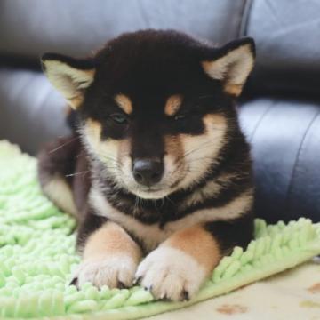 柴犬(標準サイズ)【香川県・男の子・2022年6月13日・黒】の写真「黒柴配色抜群」