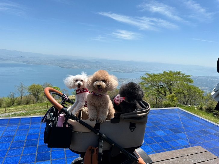 親犬達とお出かけ🥰｜松村　理夫(まつむら　まさお)ブリーダー(兵庫県・トイプードル・JKC登録)の紹介写真2