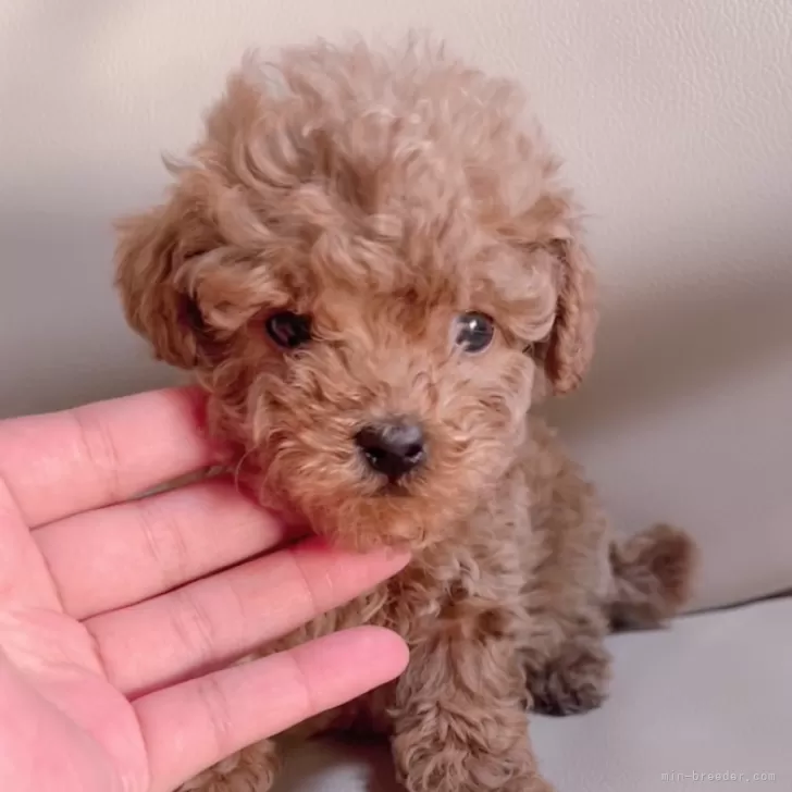 くろりす 様のお迎えした子犬