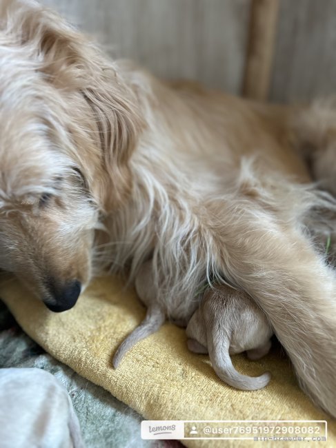 谷繁樹ブリーダーのブログ：赤ちゃん生まれました