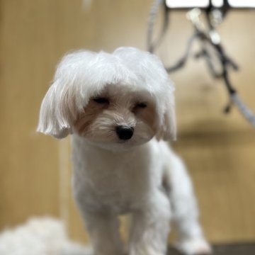 マルチーズ【北海道・男の子・2023年4月14日・ホワイト】の写真「😍大人しい子です🐶🐶」