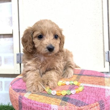 ダップー(トイプードル×ダックスフンド)【北海道・女の子・2024年3月20日・クリーム】の写真「クリームです🐶
緩いウェーブがあります🌈」