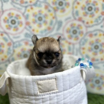 チワワ(ロング)【北海道・男の子・2024年10月3日・フォーン】の写真「フォーンのチワワくん」