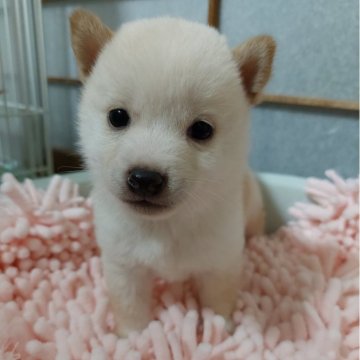 柴犬(豆柴)【高知県・男の子・2024年10月24日・白色】の写真「ハニママ💞米吉パパ　三男💛ラテくん💛」