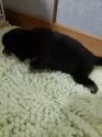 豆柴【高知県・男の子・2024年10月24日・黒色】の写真3