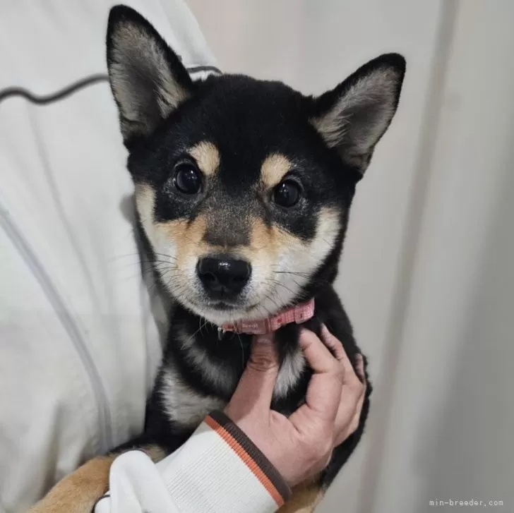 Y.O 様のお迎えした子犬